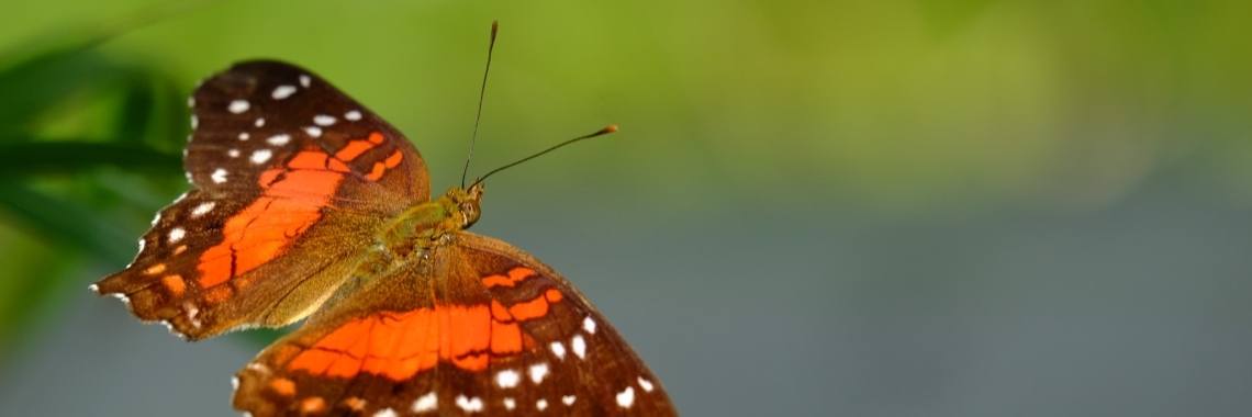 Photo inspiration 3, sense of spring | Elles Creative Blogger