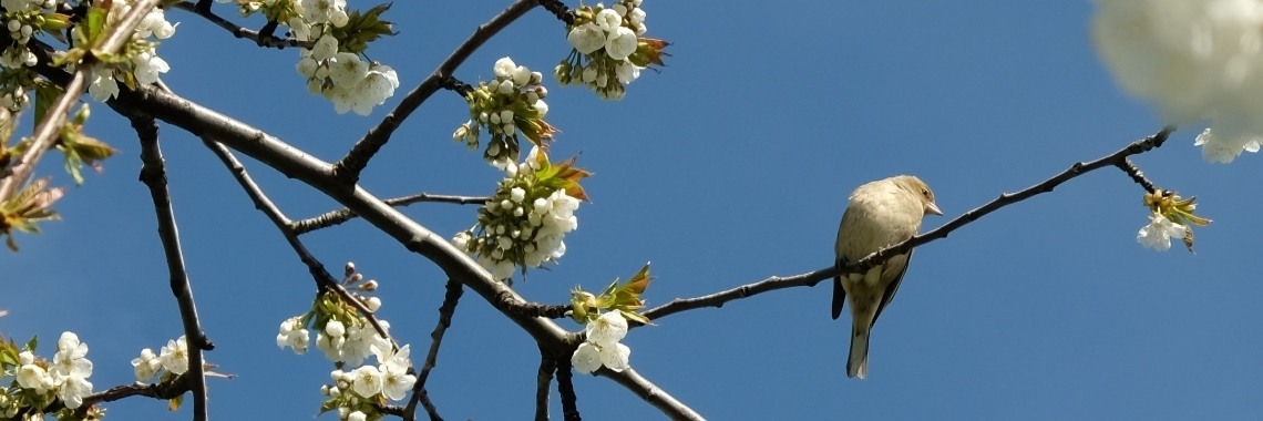 Fotoinspiratie 4 Lente! | Elles Creative Blogger