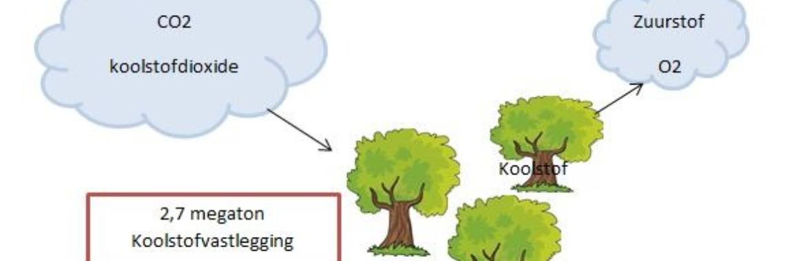 Koolstofvastlegging: opname van Koolstofdioxide en opslag in bodem en planten | Elles Creative Blogger
