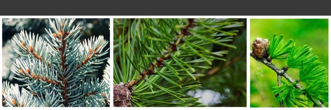Natuurweetjes en semi- wetenschappelijkheden - verzamelblog Elles van den Broek | ellesvandenbroek