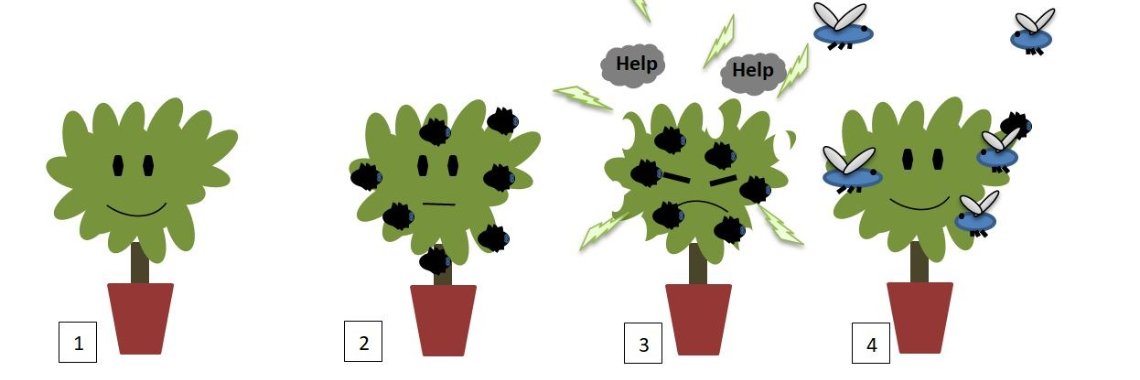 Planten communiceren met insecten | Elles Creative Blogger