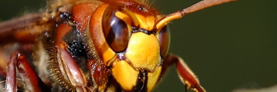 De Hoornaar, indrukwekkend onschuldig | Elles Creative Blogger