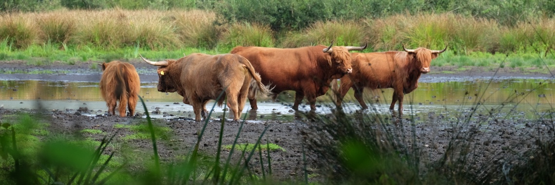 Wandelen bij de Haarmuhle en het Witte Venn - uitjes in Nederland | Elles Creative Blogger