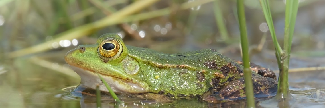 Walking on the Gorsselse Heide - Fotoblog | Elles Creative Blogger