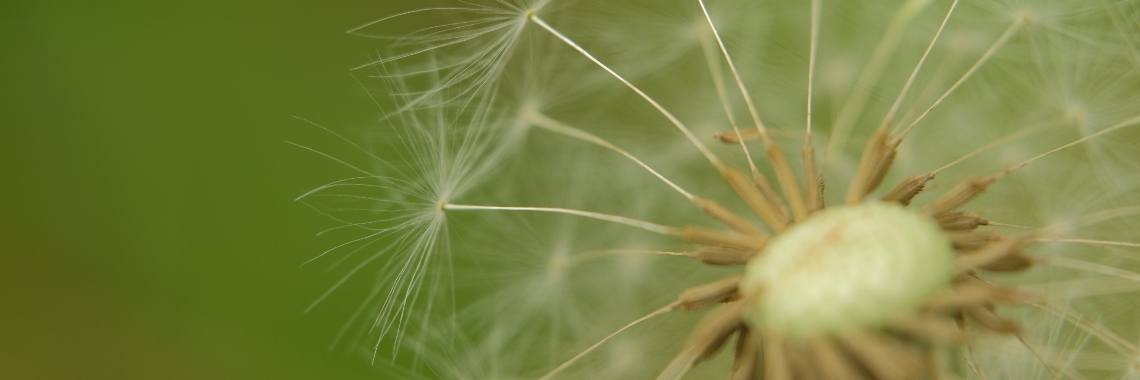 Wereld Wens Dag - World Wish Day 29 april | Elles Creative Blogger