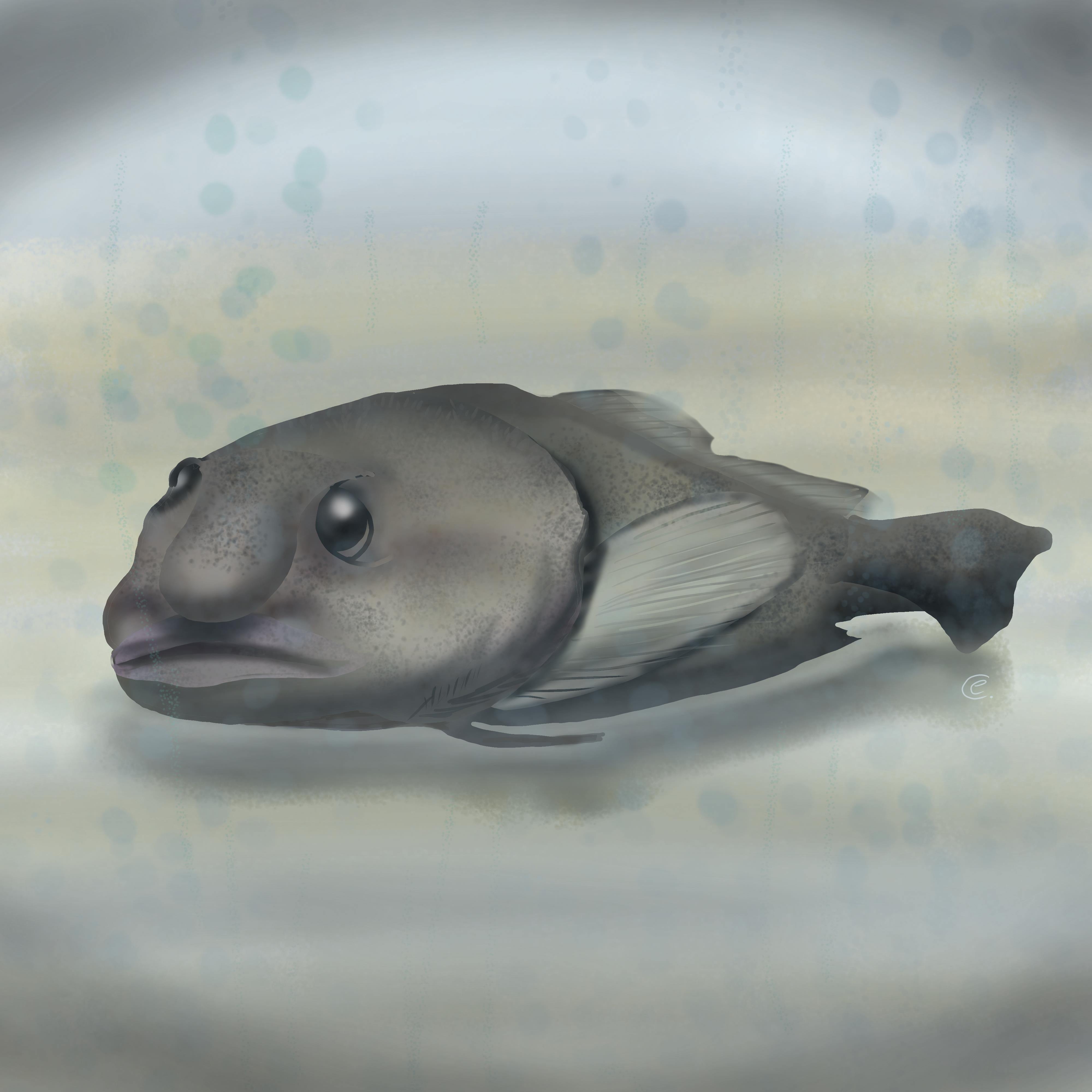 The Blob Fish, 2 more Fish to COMPLETE, The musuem