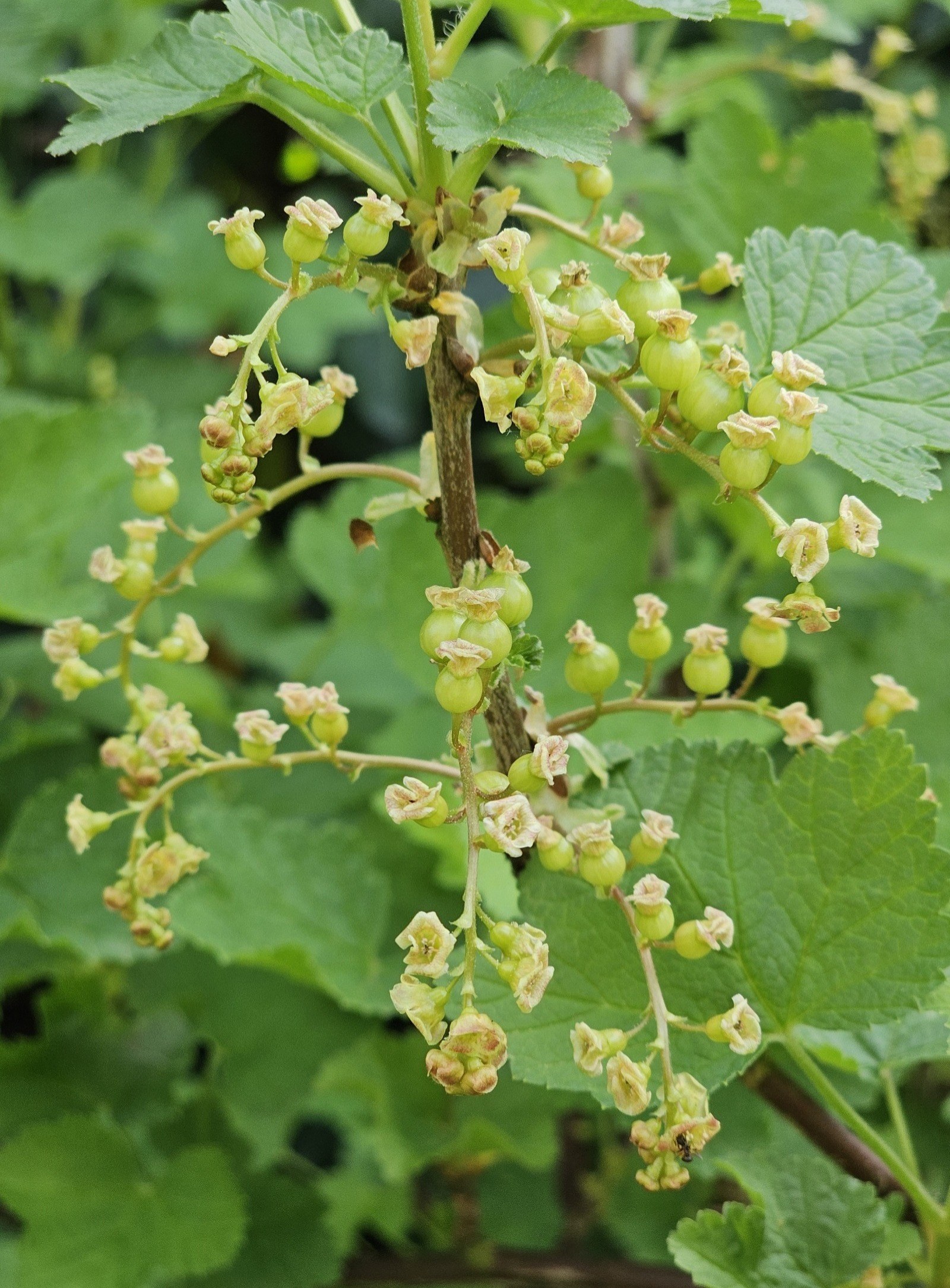 Vruchten in de maak | Elles Creative Blogger