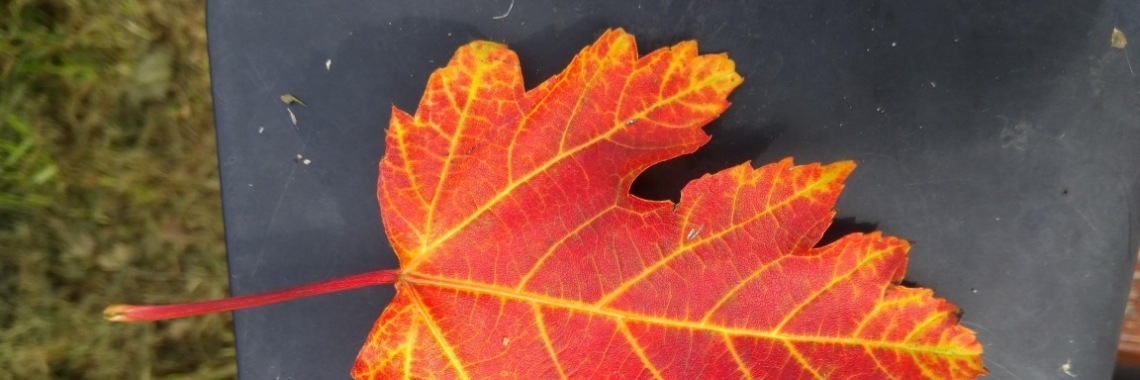 Bos wacht er | peerke70