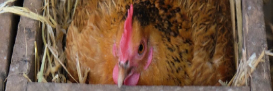 Broed eerst op een idee | peerke70