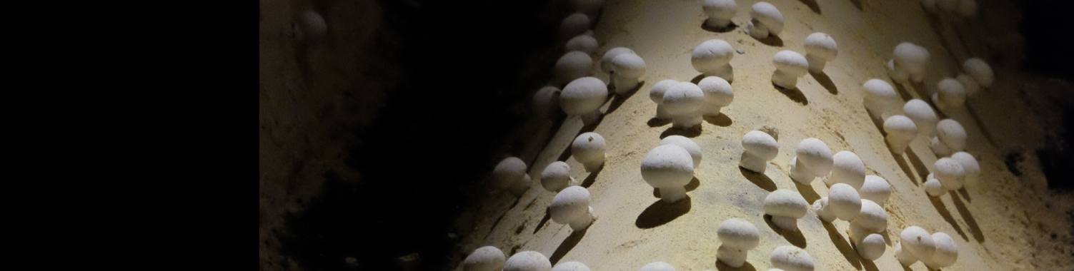 Champignons (vervolgverhaal fles) | peerke70