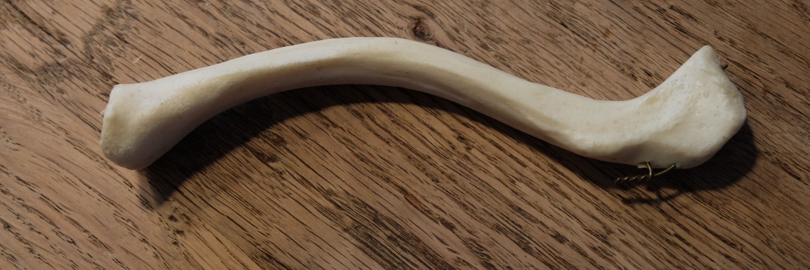 Cursus anatomie | peerke70