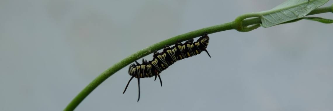 free content | peerke70