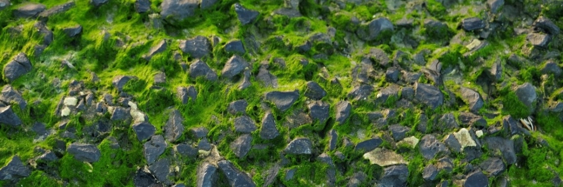 Gestrand in overvloed | peerke70