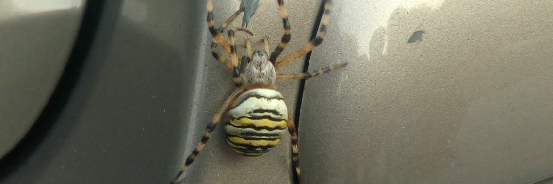 Het web belazeren | peerke70