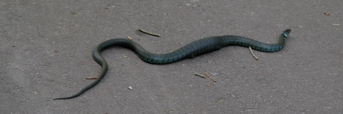 Net gegeten! | peerke70