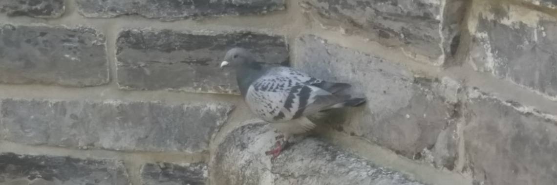 Onder duiven schieten | peerke70