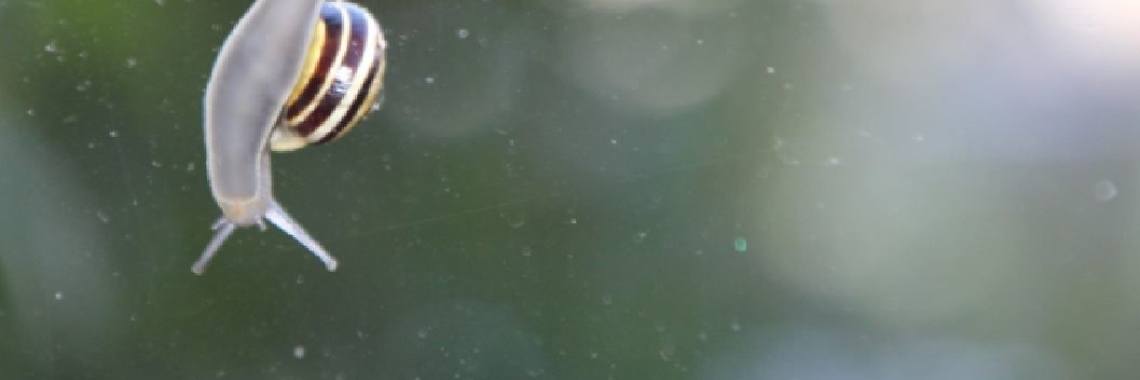 Ontslakken | peerke70