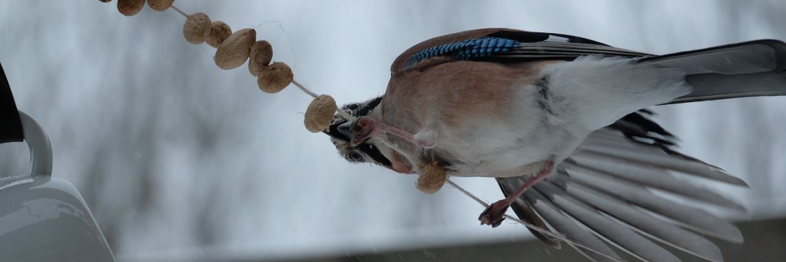Papa- jaws in the garden! Flemish in this case! | peerke70