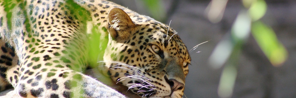 Shaka banished. (sequel to flight of Robben Island) | peerke70