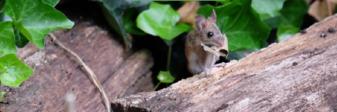 Theepotje: Muis | peerke70