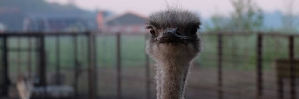 Vroeg uit de veren | peerke70