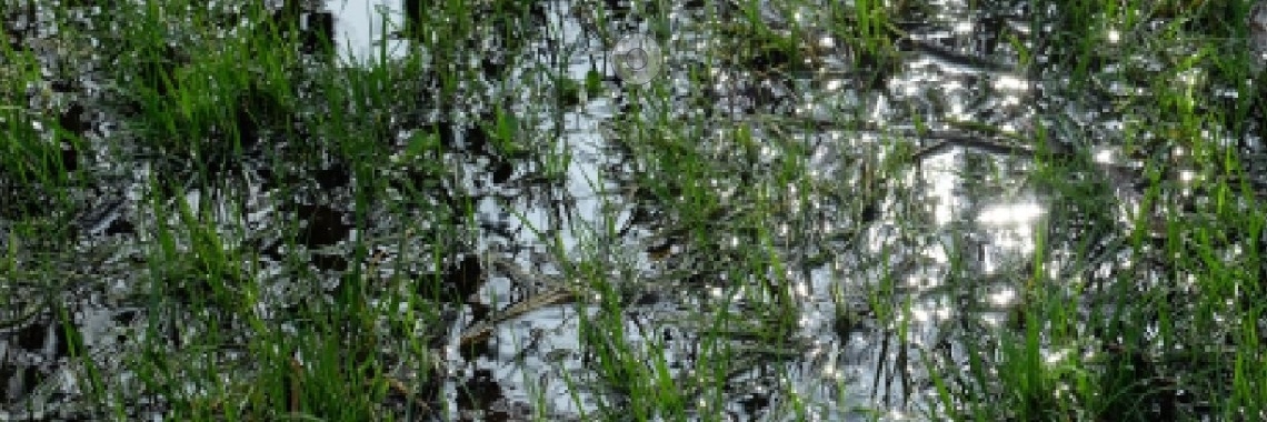 Weer kaatsen | peerke70