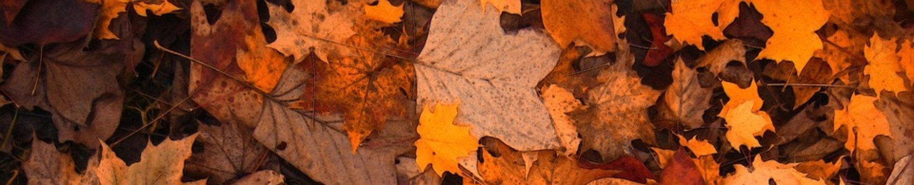 Blad-blazer | peerke70