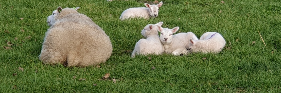 #100happydays dag 11 | PapilioKarin