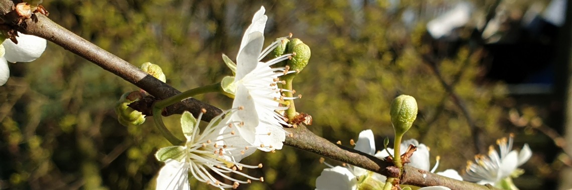 #100happydays dag 26 | PapilioKarin