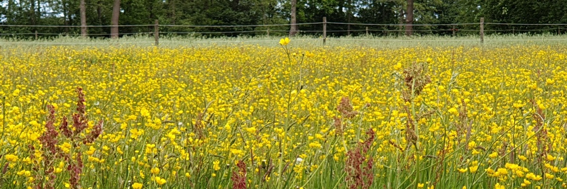 #100happydays dag 68 | PapilioKarin