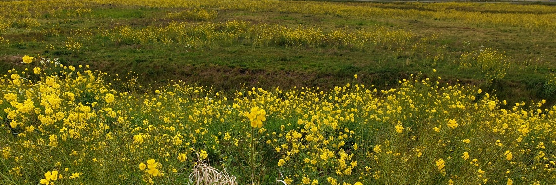 #100happydays dag 72 | PapilioKarin