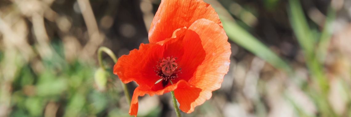 #100happydays dag 73 | PapilioKarin