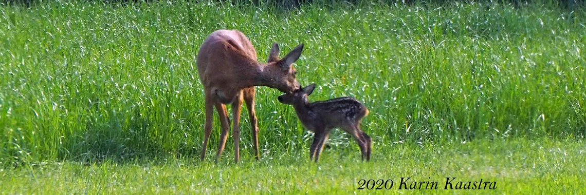 #100happydays dag 90 kadootje van de dag! | PapilioKarin