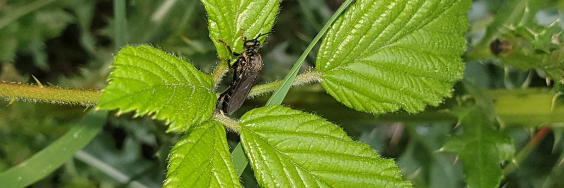 #100happydays dag 93 allemaal beestjes | PapilioKarin
