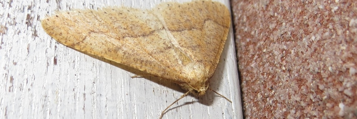 Nachtvlinders | PapilioKarin