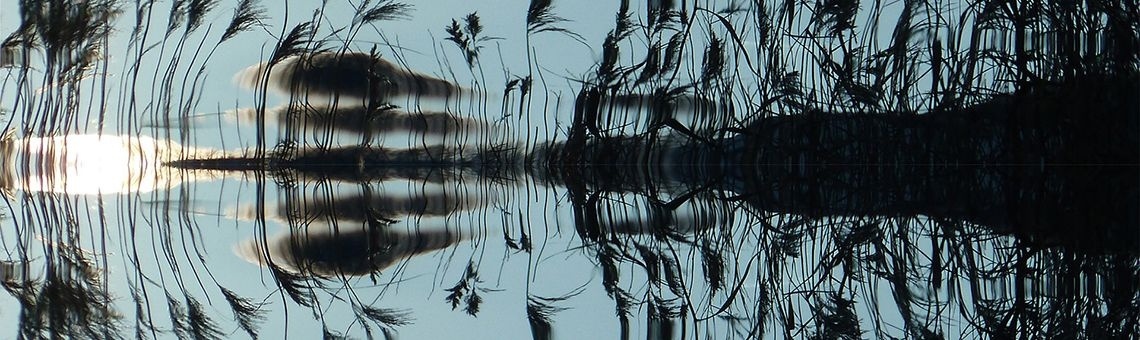Saving Fish From Drowning | Carmen Verduyn