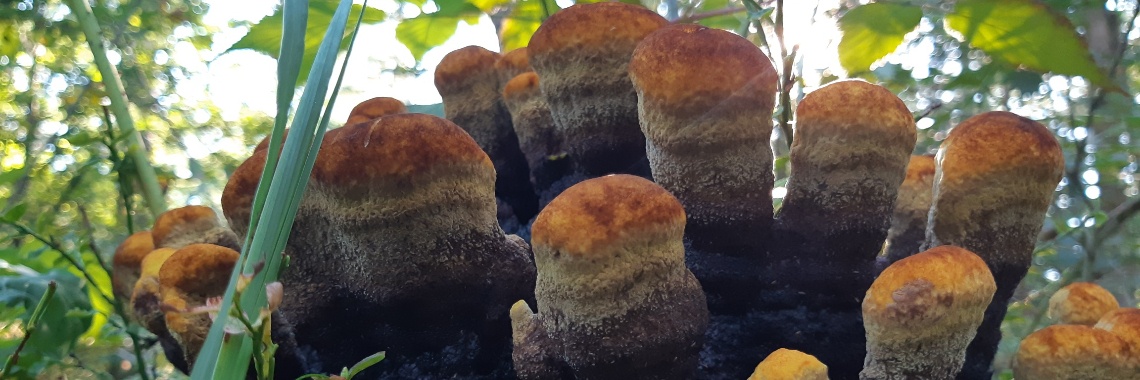 Dennevoetzwam | Yvonne Coppens