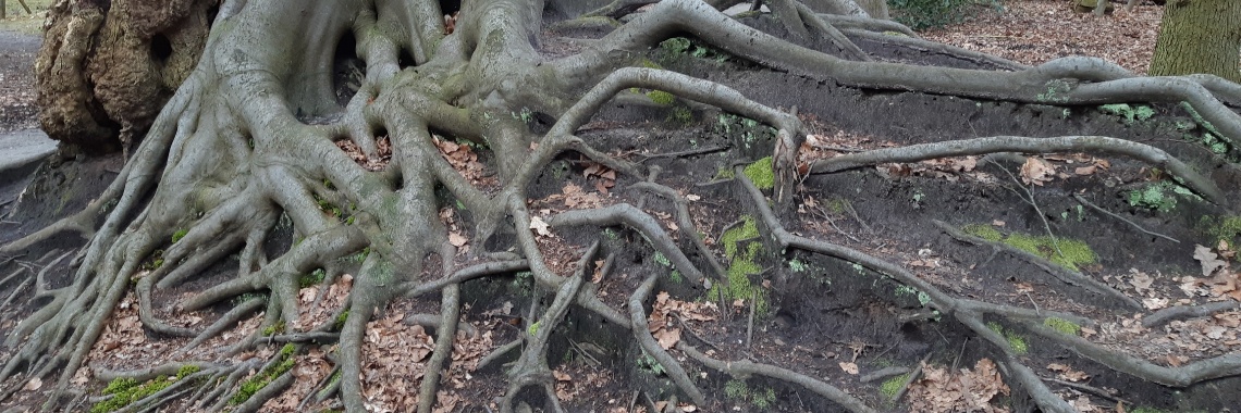 Gezondheid voor een prikkie | Yvonne Coppens