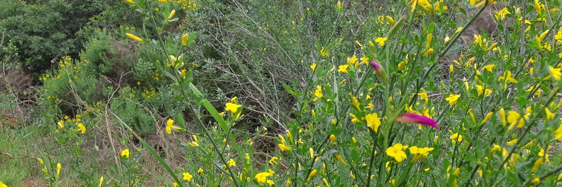 Health Revolution | Yvonne Coppens