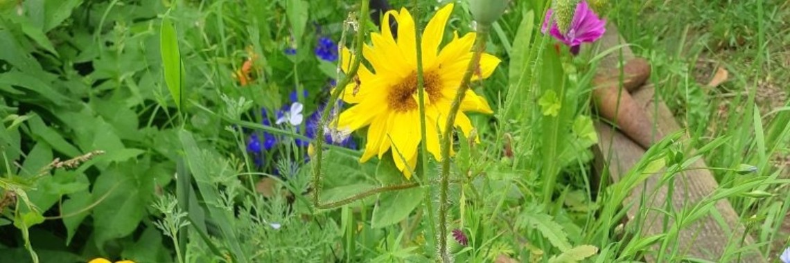 Leven in harmonie | Yvonne Coppens