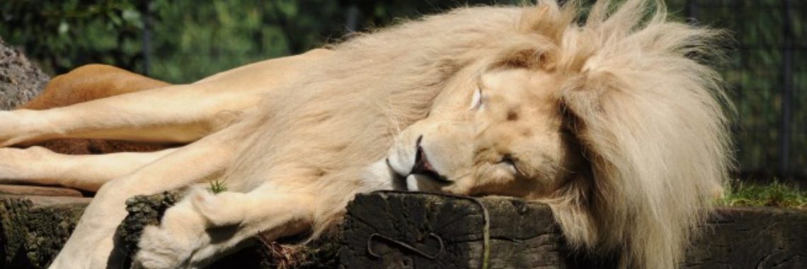 Sleep Tasty | Yvonne Coppens