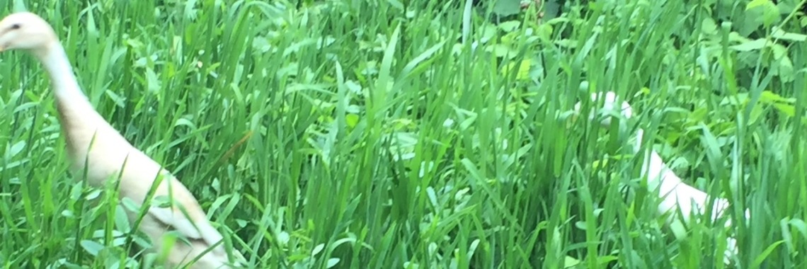 Ben jij een Koolstofopslag" tuinier? | groen.negenduust