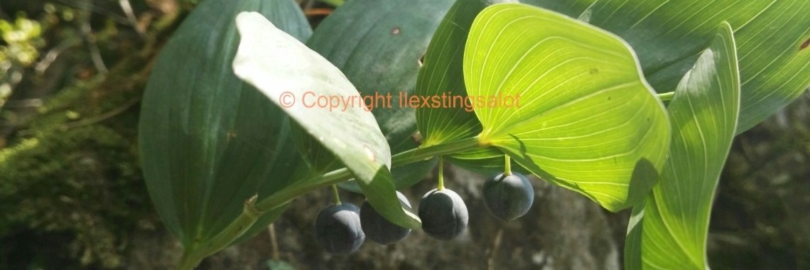 Deze knapperd kwam ik tegen! | Ilexstingsalot