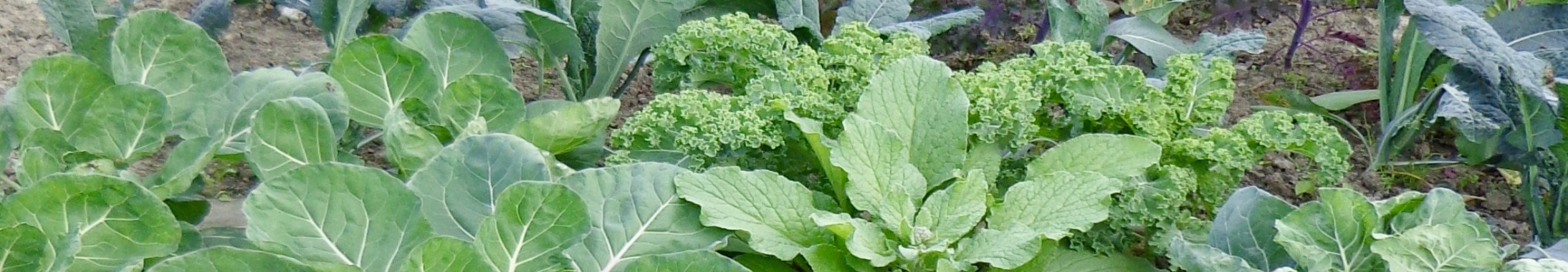Cursus Ecologisch tuinieren | Johnblogyoors