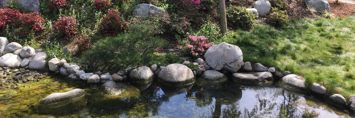 Vijverhouders opgelet: Deze dingen mogen niet ontbreken in jouw vijver | stefan