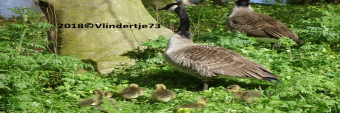 Column | Groenvoorziening | Vlindertje73