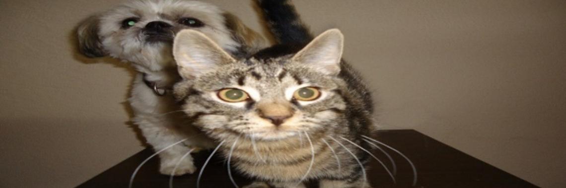 Column | Huisdieren geven altijd liefde | Vlindertje73