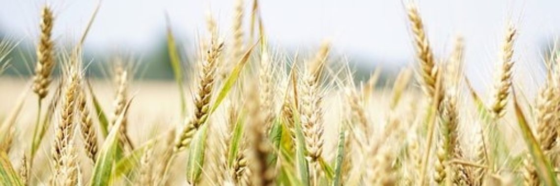 Column | Wuivend gras | Vlindertje73