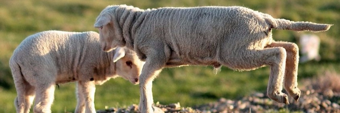 Dartelende lammetjes. | Vlindertje73