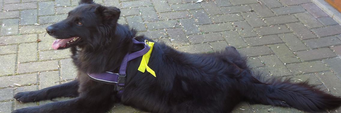 De gele hond heeft ruimte nodig. Lees hier waarom. | Vlindertje73